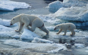Rapidly shrinking arctic ice is affecting the size and reproduction of polar bears